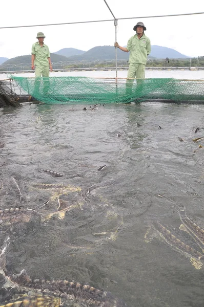 Lam Dong, Vietnam - 2 September 2012: Pekerja memberi makan ikan sturgeon pertanian dalam kultur kandang di danau Tuyen Lam — Stok Foto