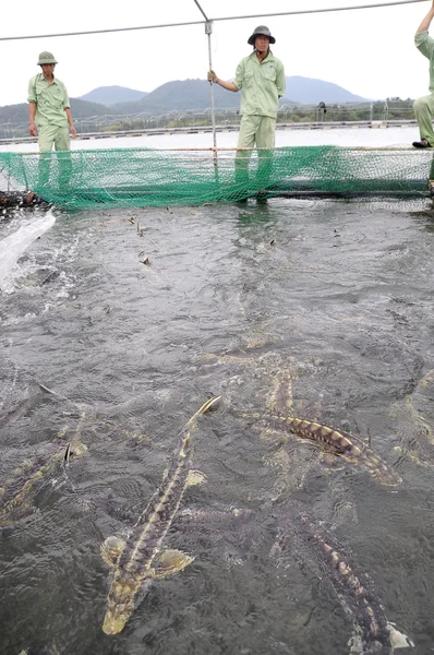 Lam Dong, Vietnam - 2 septembre 2012 : Des travailleurs nourrissent les poissons d'esturgeons en cage dans le lac Tuyen Lam — Photo