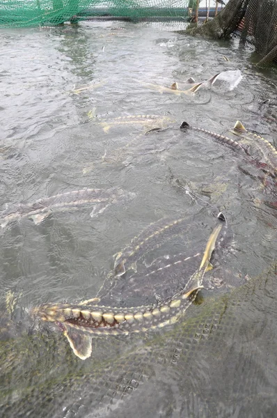 Lam Dong, Vietnam - 2012. szeptember 2.: A gazdálkodás sturgeon hal a ketrec culture in Tuyen Lam tó. Több faj tokfélék betakarítják, az őz, ami történik a kaviár, a luxus élelmiszer — Stock Fotó