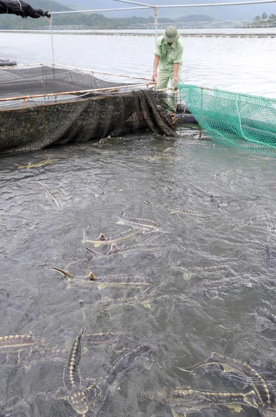 Lam Dong, Vietnam - 2. září 2012: Zaměstnanci jsou krmení zemědělství jeseterovitých ryb v kleci kultury v jezero Tuyen Lam — Stock fotografie