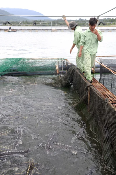 Lam Донг, В'єтнам - 2 вересня 2012: Робітників годуєте землеробство Осетрові риби в клітки культурі в озеро Tuyen Lam — стокове фото