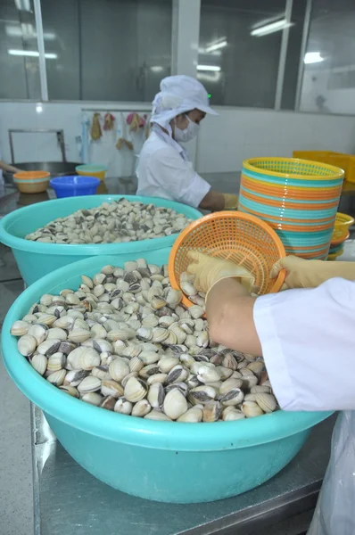 Tien Giang, Vietnam - 11 settembre 2013: Le vongole vengono lavate e confezionate in uno stabilimento di lavorazione del pesce a Tien Giang, una provincia del delta del Mekong in Vietnam — Foto Stock