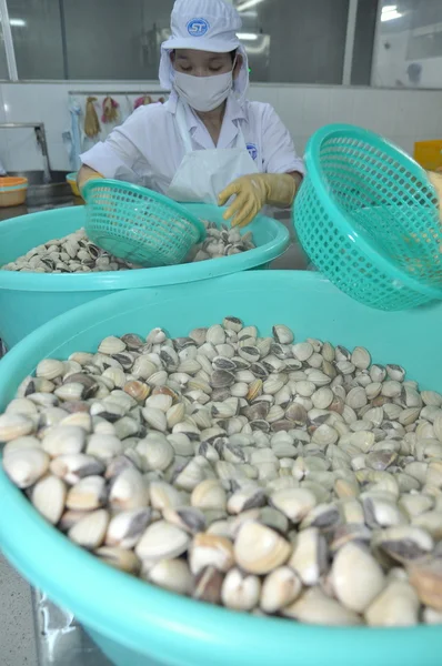 Tien Giang, Vietnam - September 11, 2013: Clams are being washed and packaged in a seafood processing plant in Tien Giang, a province in the Mekong delta of Vietnam — Stock Photo, Image