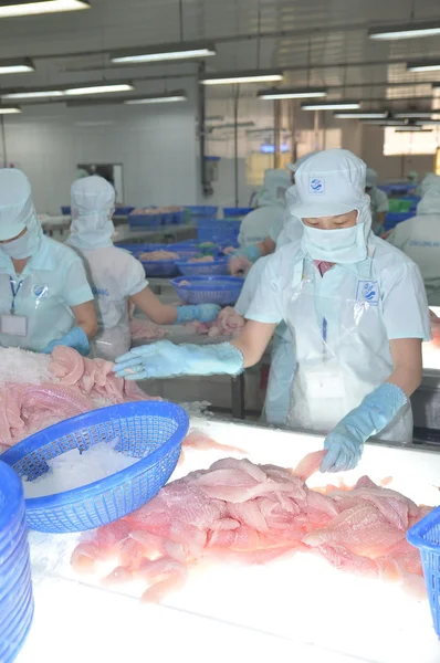 अँजींग, व्हिएतनाम सप्टेंबर 12, 2013: कामगार व्हिएतनामच्या मेकाँग डेल्टामधील एक प्रांत, अँजिंग येथे सीफूड प्रोसेसिंग प्लांटमध्ये वेदनादायक मासे फिलेट्सच्या रंगाच्या गुणवत्तेची चाचणी घेत आहेत. — स्टॉक फोटो, इमेज
