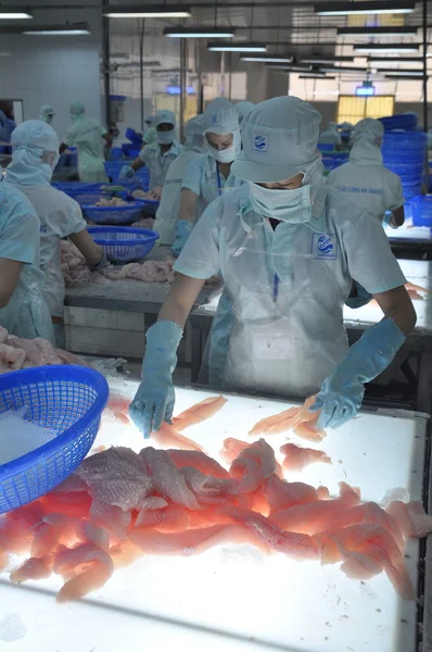 An Giang, Vietnam - 12 September 2013: Para pekerja sedang menguji kualitas warna dari fillet ikan pangasius di sebuah pabrik pengolahan makanan laut di An Giang, sebuah provinsi di delta Mekong Vietnam — Stok Foto
