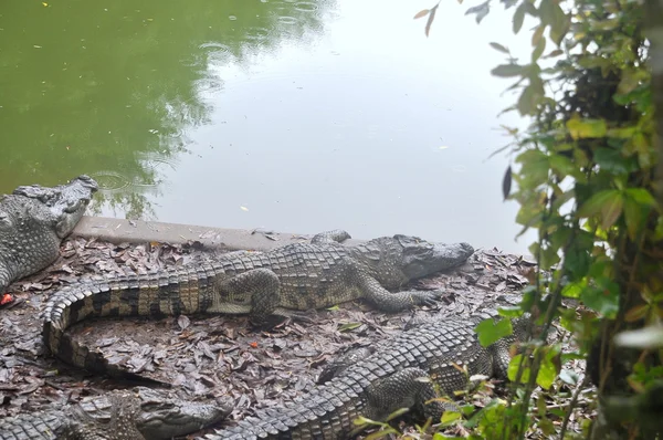 An giang, Vietnam - 12. September 2013: Krokodile werden in einem Bauernhof in an giang, einer Provinz im Mekong-Delta von Vietnam, für Fleisch, Häute und zur Unterhaltung von Reisenden und Touristen gezüchtet. — Stockfoto