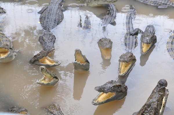 An Giang, Vietnam - September 12, 2013: Crocodiles are grown for meats, skins and for entertaining travelers and tourists in a farm in An Giang, a province in the Mekong delta of Vietnam