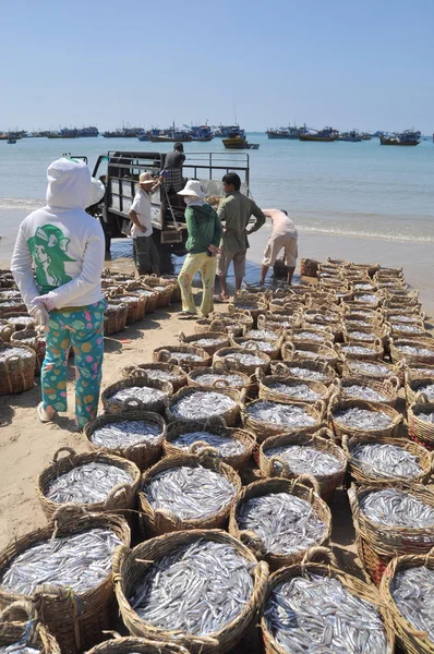 Lagi, Vietnam - 26 de febrero de 2012: La pesca se encuentra en la playa en muchas cestas esperando a subir al camión a la planta de procesamiento —  Fotos de Stock