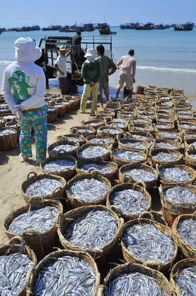 Lagi, Vietnam - 26 de febrero de 2012: La pesca se encuentra en la playa en muchas cestas esperando a subir al camión a la planta de procesamiento —  Fotos de Stock