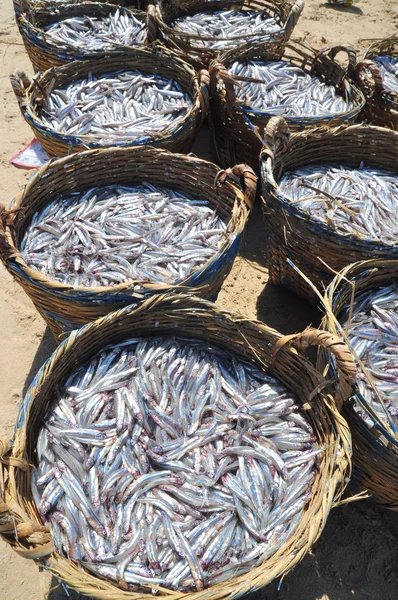 Lagi, Vietnam - February 26, 2012: Fisheries are located on the beach in many baskets waiting for uploading onto the truck to the processing plant — Stock Photo, Image