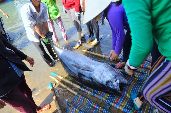 Phu Yen, Vietnam - February 28, 2012: Local fishermen are transporting tuna fish from their vessels to the stretcher and bring it to the testing house in Tuy Hoa seaport — Stock Photo, Image