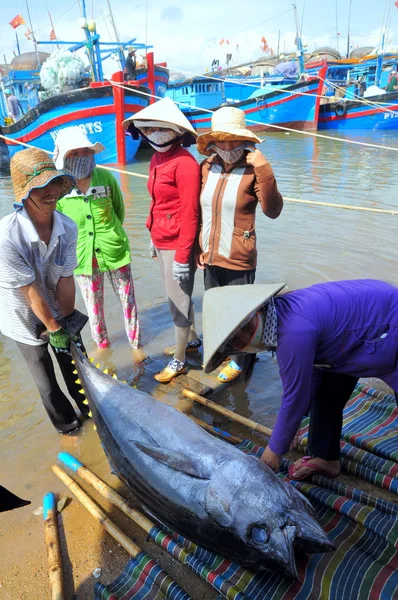 Phu Yen, Vietnam - February 28, 2012: Local fishermen are transporting tuna fish from their vessels to the stretcher and bring it to the testing house in Tuy Hoa seaport — Stock Photo, Image