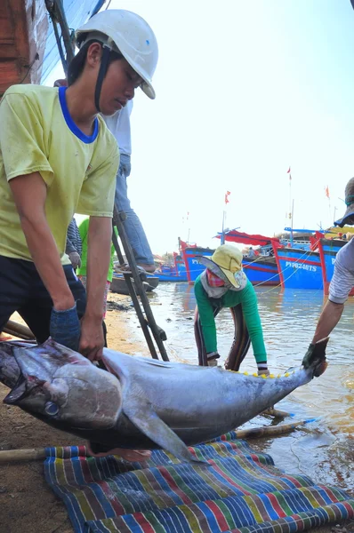 Phu Yen, Vietnam - February 28, 2012: Local fishermen are transporting tuna fish from their vessels to the stretcher and bring it to the testing house in Tuy Hoa seaport — Stock Photo, Image