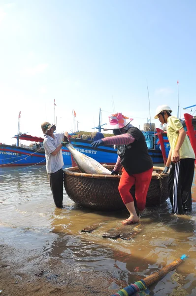 Phu Yen, Vietnam - February 28, 2012: Local fishermen are transporting tuna fish from their vessels to the stretcher and bring it to the testing house in Tuy Hoa seaport — Stock Photo, Image