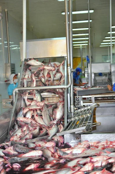 Can tho, Vietnam - 1. Juli 2011: Getötete Pangasiuswelse werden in einer Fischfabrik im Mekong-Delta von Vietnam zur nächsten Verarbeitungslinie gebracht. — Stockfoto