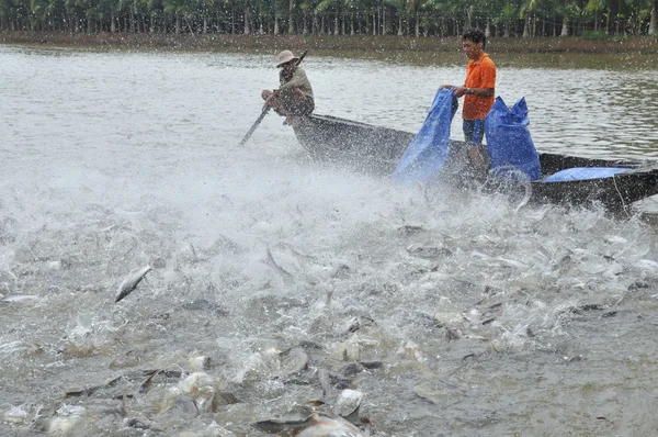 Can tho, Vietnam - 1 Temmuz 2011: Çiftçiler Vietnam mekong Deltası'nda kendi havuzda pangsius yayın balığı beslemek için — Stok fotoğraf