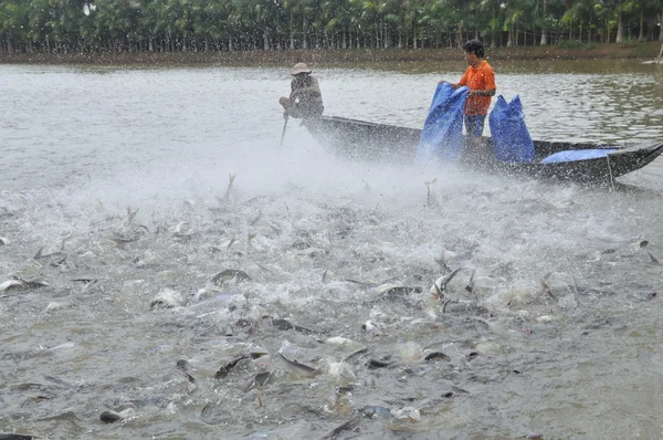 Can tho, Vietnam - 1 Temmuz 2011: Çiftçiler Vietnam mekong Deltası'nda kendi havuzda pangsius yayın balığı beslemek için — Stok fotoğraf