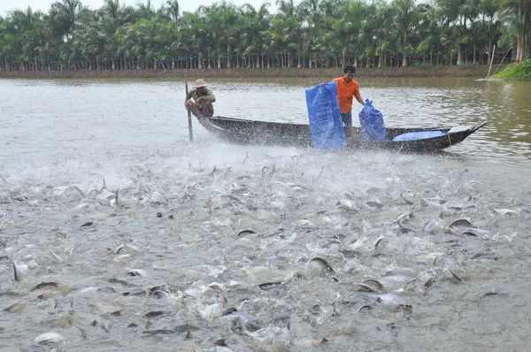 Can Tho, Vietnam - July 1, 2011: Farmers are feeding pangsius catfish in their pond in the mekong delta of Vietnam — Stock Photo, Image