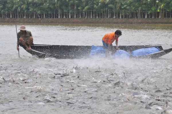Can Tho, Vietnam - 1er juillet 2011 : Des agriculteurs nourrissent des poissons-chats pangsius dans leur étang dans le delta du Mékong au Vietnam — Photo