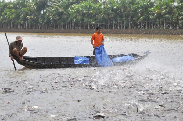Can Tho, Vietnam - 1er juillet 2011 : Des agriculteurs nourrissent des poissons-chats pangsius dans leur étang dans le delta du Mékong au Vietnam — Photo
