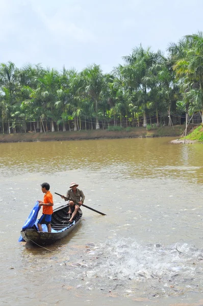 Can Tho, Vietnam - July 1, 2011: Farmers are feeding pangsius catfish in their pond in the mekong delta of Vietnam — Stock Photo, Image