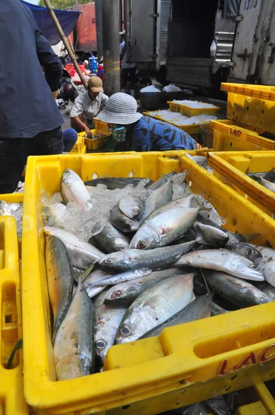 Kien giang, Vietnam - 13. März 2014: Fische werden in Körbe gelegt, die darauf warten, auf LKWs zu einer lokalen Fischfabrik im Cai Tac Dock in Vietnam verladen zu werden. — Stockfoto