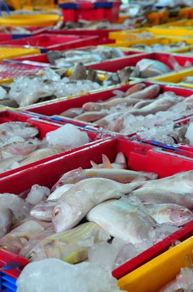 Kien Giang, Vietnam - March 13, 2014: Fishes are put into baskets waiting for loading onto trucks to a local seafood factory in Cai Tac dock in Vietnam — Stock Photo, Image