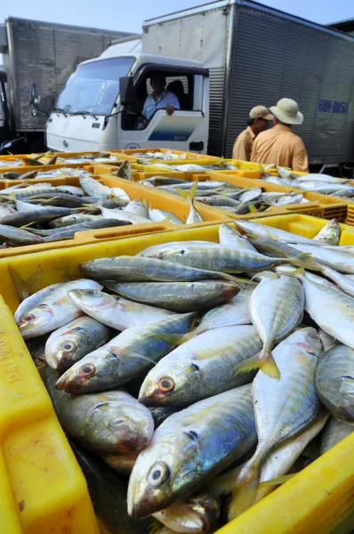 Kien Giang, Vietnã - 13 de março de 2014: Peixes são colocados em cestas esperando para carregar em caminhões para uma fábrica local de frutos do mar em Cai Tac dock no Vietnã — Fotografia de Stock