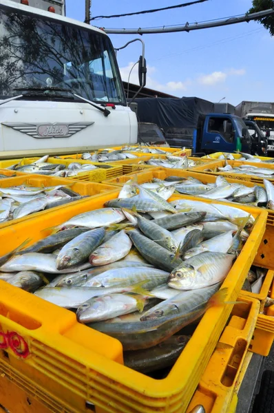 Kien Giang, Vietnam - 13. březen 2014: Ryby jsou vloženy do koše, čekání na nakládku na kamiony do místní mořské plody továrny v doku Cai Tac ve Vietnamu — Stock fotografie