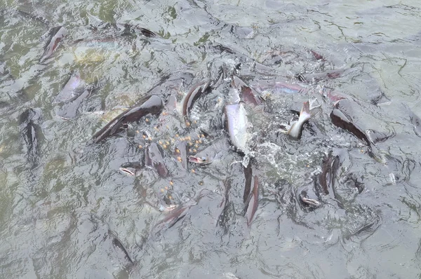 Ho Chi Minh-Ville, Vietnam - 31 mars 2012 : Des poissons pangasius ou des poissons-chats vietnamiens se bousculent dans un étang d'élevage. Pangasius était le sixième produit de la mer le plus populaire aux États-Unis en 2013 . — Photo