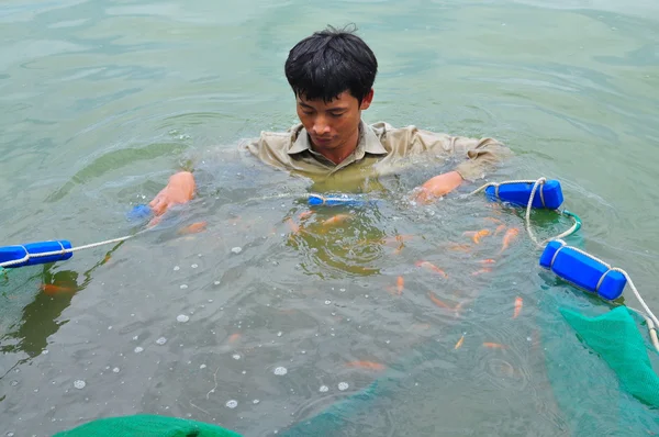 Cu Chi, Vietnam - 5 août 2011 : Des travailleurs capturent des stocks de géniteurs de poissons koï des étangs aux réservoirs — Photo