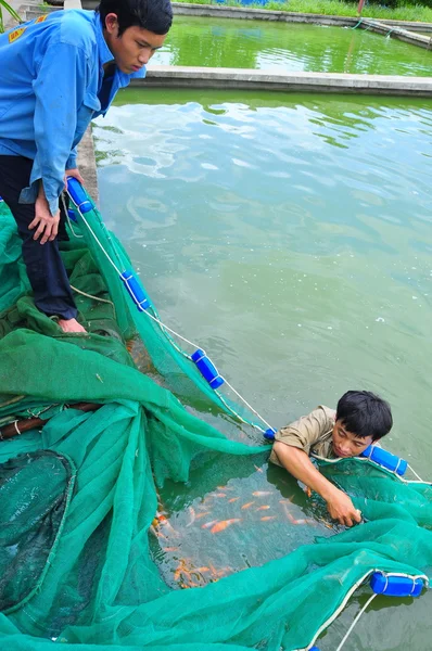 Cu Chi, Vietnam - August 5, 2011: Workers are catching Koi fish broodstocks from ponds to tanks