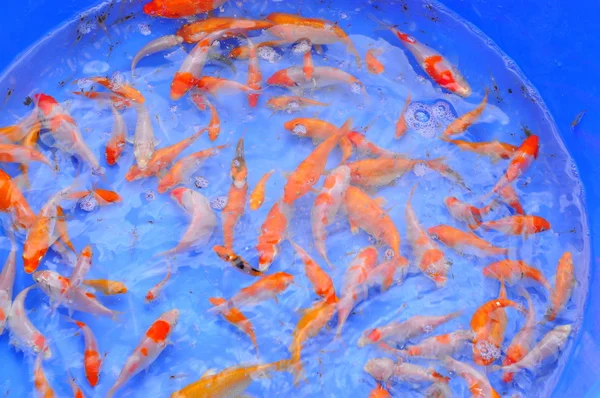 Cu Chi, Vietnam - 5 Agustus 2011: Broodstock of Koi fish in tank in a farm center in Vietnam — Stok Foto