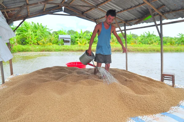 An Giang, Vietnam - August 25, 2011: A farmer is preparing to feed pangasius catfish in his farm pond — Stock Photo, Image