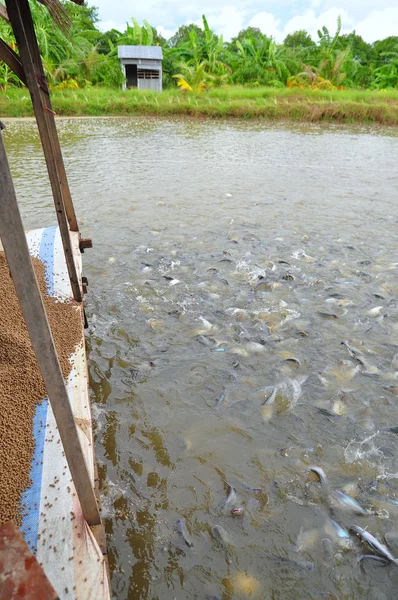 Een Giang, Vietnam - 25 augustus 2011: Pangasius vissen of Vietnamese meerval zijn versluiering te eten in een vijver van de landbouw. Pangasius was de zesde meest populaire zeevruchten in 2013 in de VS. — Stockfoto