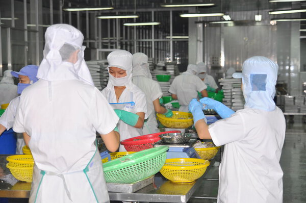 Nha Trang, Vietnam - March 5, 2012: Workers are selecting octopus to put to the freezing machine in a seafood factory in Vietnam