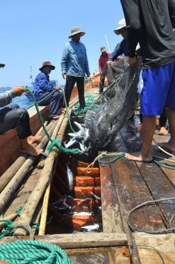 Nha Trang, Vietnam - 5 Mayıs 2012: Balıkçı orkinos sürütme ağları Nha Trang defne deniz tarafından yakalanan balık topluyorlar
