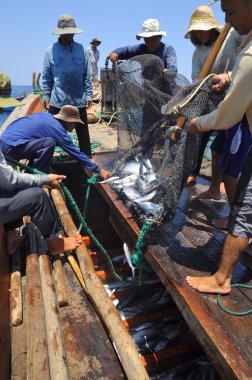 Nha Trang, Vietnam - 5 Mayıs 2012: Balıkçı orkinos sürütme ağları Nha Trang defne deniz tarafından yakalanan balık topluyorlar