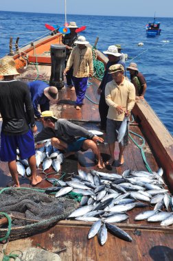Nha Trang, Vietnam - 5 Mayıs 2012: Balıkçı orkinos sürütme ağları Nha Trang defne deniz tarafından yakalanan balık topluyorlar
