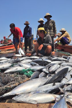 Nha Trang, Vietnam - 5 Mayıs 2012: Balıkçı orkinos sürütme ağları Nha Trang defne deniz tarafından yakalanan balık topluyorlar