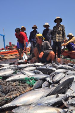 Nha Trang, Vietnam - 5 Mayıs 2012: Balıkçı orkinos sürütme ağları Nha Trang defne deniz tarafından yakalanan balık topluyorlar