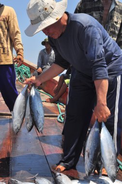 Nha Trang, Vietnam - 5 Mayıs 2012: Balıkçı orkinos sürütme ağları Nha Trang defne deniz tarafından yakalanan balık topluyorlar