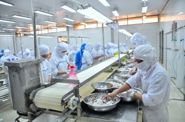 Vung Tau, Vietnam - December 9, 2014: Workers are classifying octopus for exporting in a seafood processing factory clipart