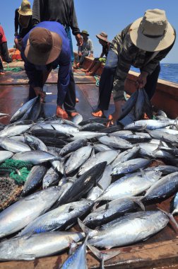 Nha Trang, Vietnam - 5 Mayıs 2012: Balıkçı orkinos sürütme ağları Nha Trang defne deniz tarafından yakalanan balık topluyorlar