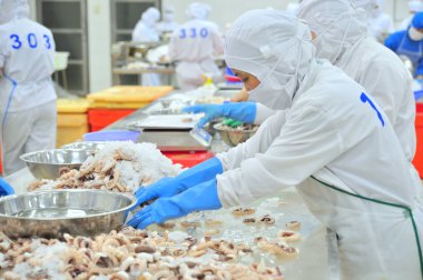Vung Tau, Vietnam - 9 Aralık 2014: İşçiler bir deniz ürünleri işleme fabrikasında dışa aktarmak için ahtapot.... .ayakkabının önemli olduğu