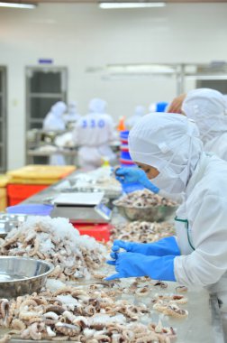 Vung Tau, Vietnam - 9 Aralık 2014: İşçiler bir deniz ürünleri işleme fabrikasında dışa aktarmak için ahtapot.... .ayakkabının önemli olduğu