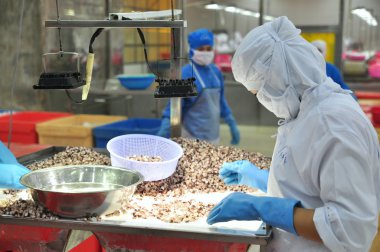 Vung Tau, Vietnam - 9 Aralık 2014: İşçiler bir deniz ürünleri işleme fabrikasında dışa aktarmak için ahtapot kalitesini test ediyoruz