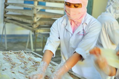 Phan Thiet, Vietnam - December 11, 2014: A workers is drying squids for exporting in a seafood factory in Vietnam