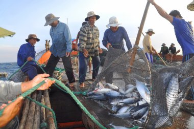 Nha Trang, Vietnam - May 5, 2012: Fishermen are collecting tuna fish caught by trawl nets in the sea of the Nha Trang bay clipart