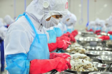 Phan Rang, Vietnam - 29 Aralık 2014: İşçi peeling ve Vietnam bir deniz ürünleri fabrikasında taze çiğ karides işleme